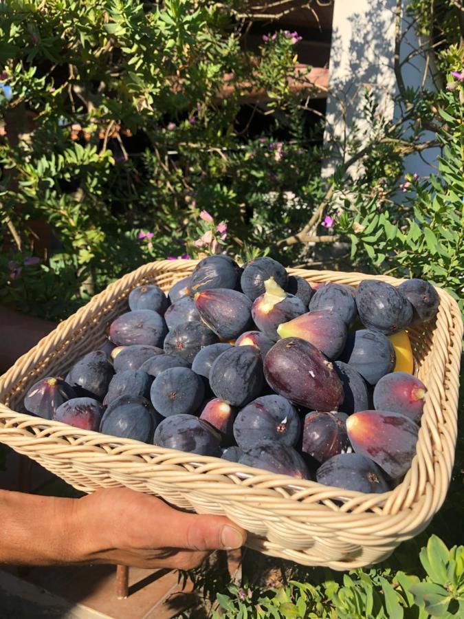 Agriturismo Is Cortillaris Càbras المظهر الخارجي الصورة
